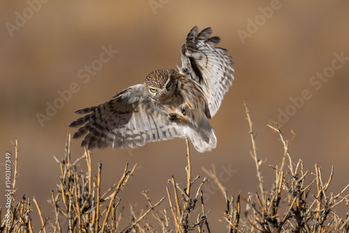 Little owl