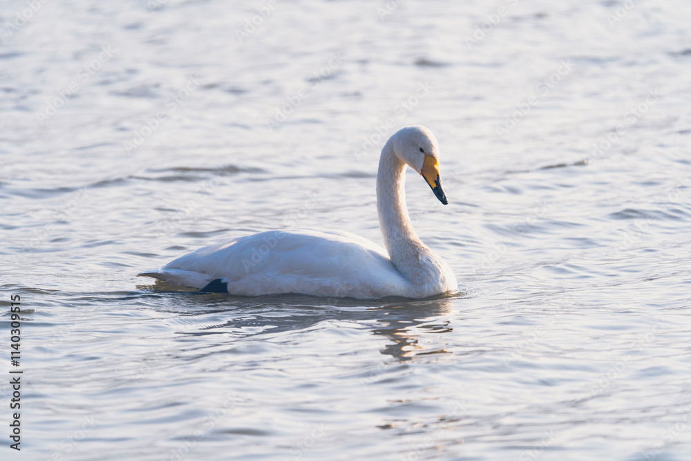 Swans in the winter river Swans in the winter river
