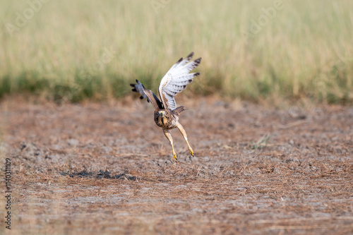 White eyed buzzard or Butastur teesa at tal chhapar blackbuck sanctuary rajasthan india. wild bird of prey face expression with full wingspan and eye contact taking off or flight from ground photo