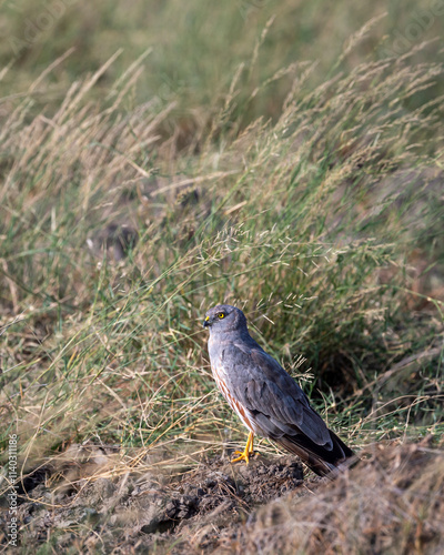 Montagu harrier male or Circus pygargus ground perched in green grass or meadow during winter season migration at tal chhapar sanctuary churu rajasthan india asia photo