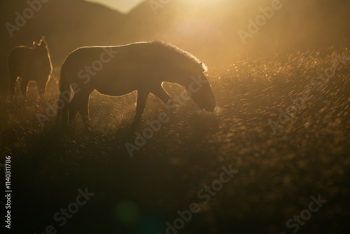 Przewalski's horse or Takhi