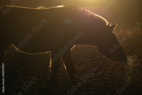 Przewalski's horse or Takhi