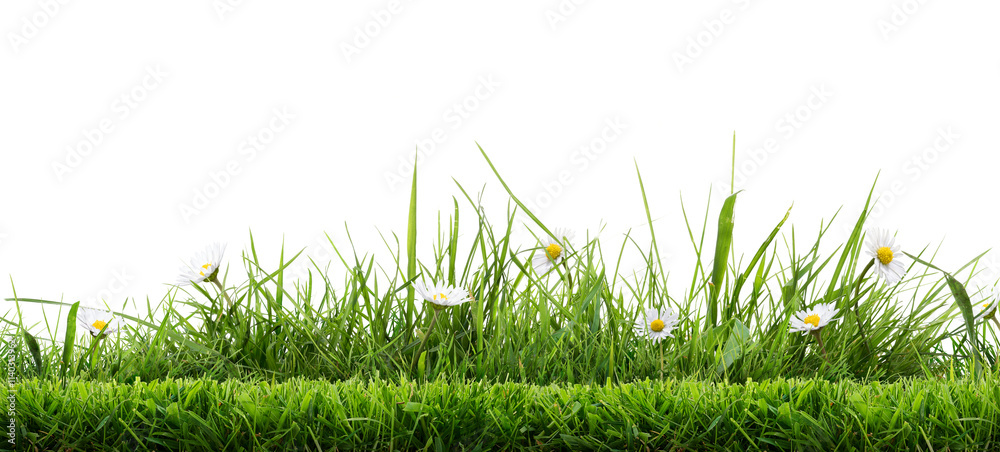 Real bright fresh green grass, cut lawn edge, with longer grass and daisy flowers behind in a spring and summer garden isolated against a transparent background
