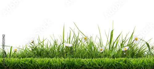 Obraz na płótnie Real bright fresh green grass, cut lawn edge, with longer grass and daisy flowers behind in a spring and summer garden isolated against a transparent background w salonie