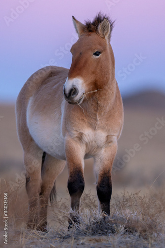Przewalski's horse or Takhi