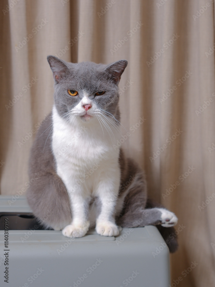Cute blue with white British Shorthair cat kitten, sitting up side ways