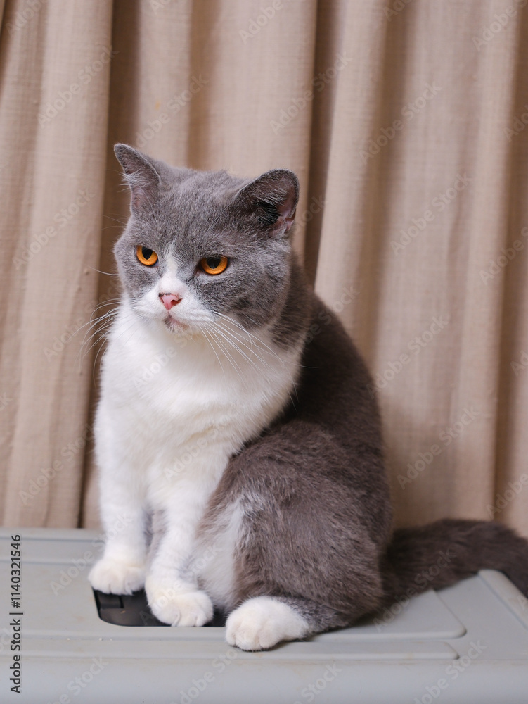 Cute blue with white British Shorthair cat kitten, sitting up side ways