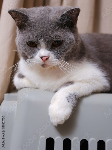 Obraz na płótnie Cute blue with white British Shorthair cat kitten, sitting up side ways w salonie