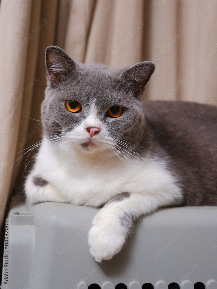 Cute blue with white British Shorthair cat kitten, sitting up side ways