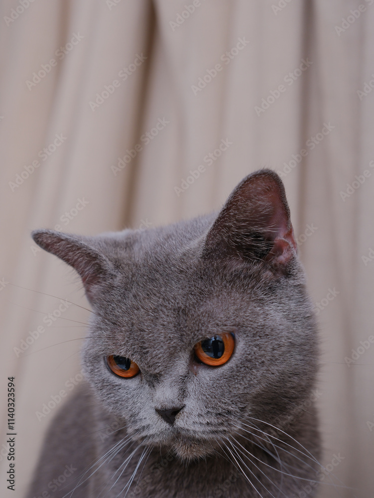 Portrait of a British short-hair cat with curtains on the background