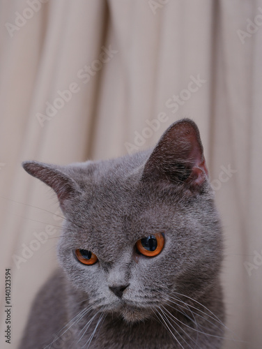 Obraz na płótnie Portrait of a British short-hair cat with curtains on the background w salonie