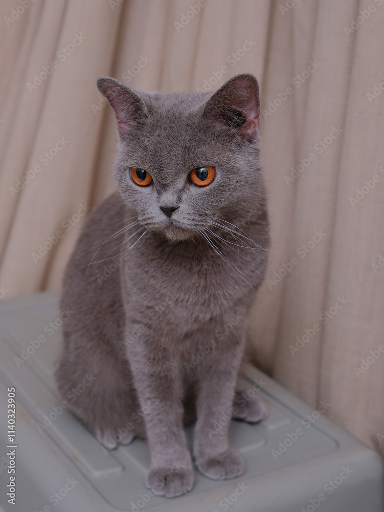 Portrait of a British short-hair cat with curtains on the background