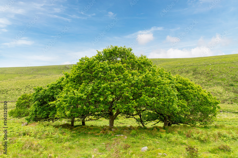 Group of large green trees in hilly landscape in Dartmoor National Park, Devon, UK near Wistman's Wood, an ancient temperate rainforests and high-altitude oakwood against a white clouded blue sky Group of large green trees in hilly landscape in Dartmoor National Park, Devon, UK near Wistman's Wood, an ancient temperate rainforests and high-altitude oakwood against a white clouded blue sky