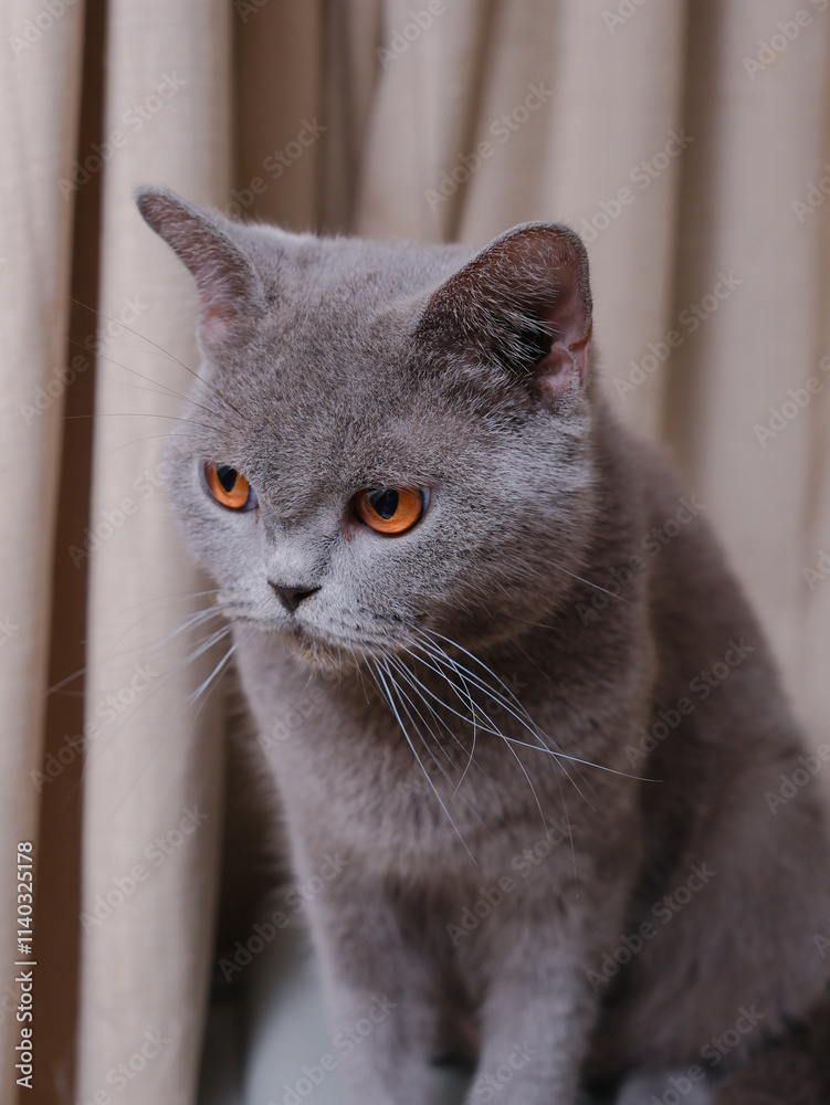 Portrait of a British short-hair cat with curtains on the background