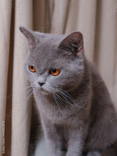 Obraz na płótnie Portrait of a British short-hair cat with curtains on the background w salonie