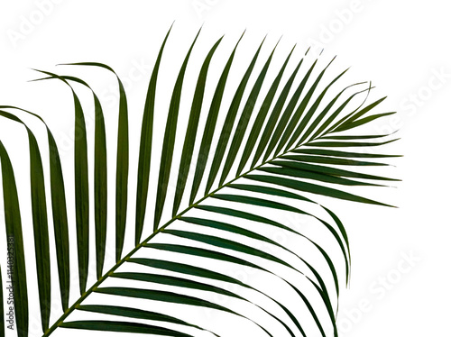 Palm leaf green on a transparent background.