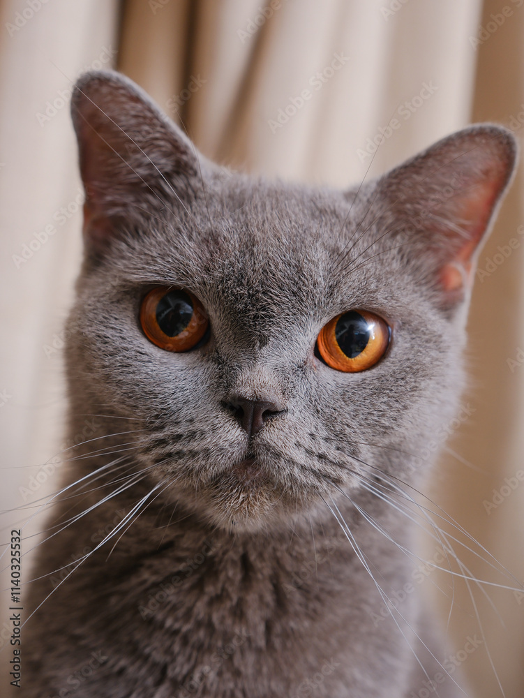 Portrait of a British short-hair cat with curtains on the background