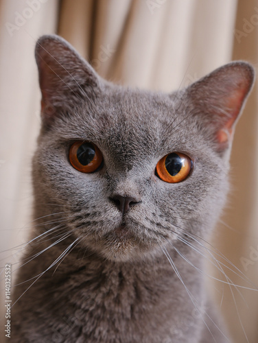 Obraz na płótnie Portrait of a British short-hair cat with curtains on the background w salonie