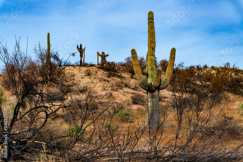 Tonto National Forest wild fires aftermath