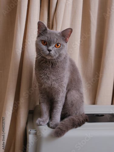 Obraz na płótnie Portrait of a British short-hair cat with curtains on the background w salonie