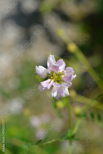 Purple crown vetch flower