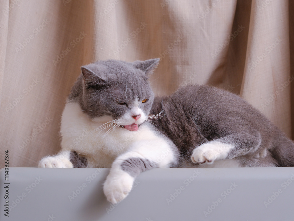 Cute blue with white British Shorthair cat kitten, sitting up side ways