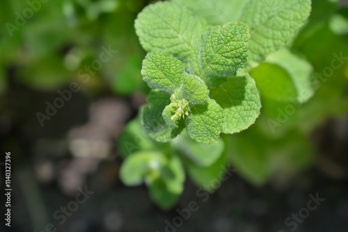 Pineapple mint leaves photo