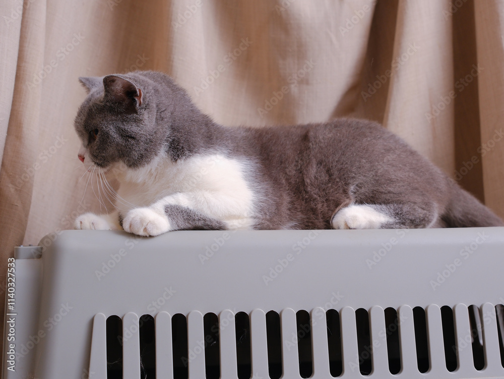 Cute blue with white British Shorthair cat kitten, sitting up side ways