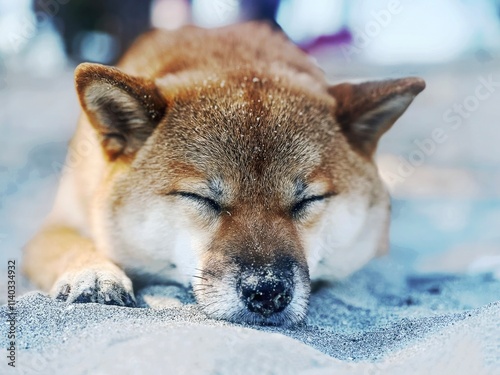 Adorable red Shiba Inu dog peacefully sleeping on a cozy bed in a bright, stylish bedroom. High-quality, pet-friendly image perfect for home decor or lifestyle projects. Copy space