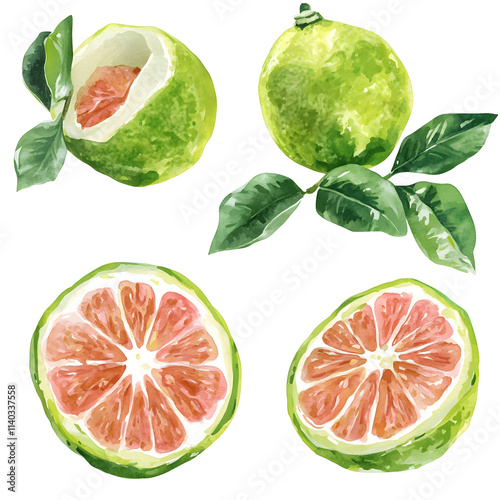 set of citrus fruits, watercolor fruit set