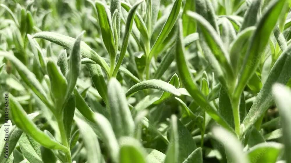 Sage and thyme. Aromatic herbs. Fresh greens. Sage and thyme. Aromatic herbs. Fresh greens.