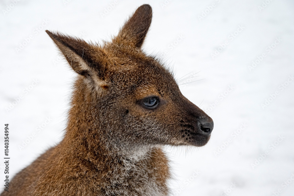 Känguru Känguru