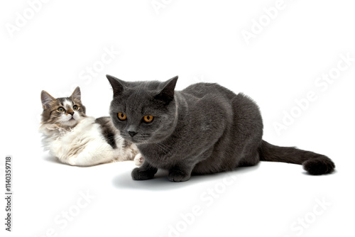 two cats lying on a white background