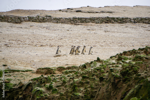 Wildlife capture of Humboldt penguin in Ballestas Islands Peru nature reserve surrounded by rocks