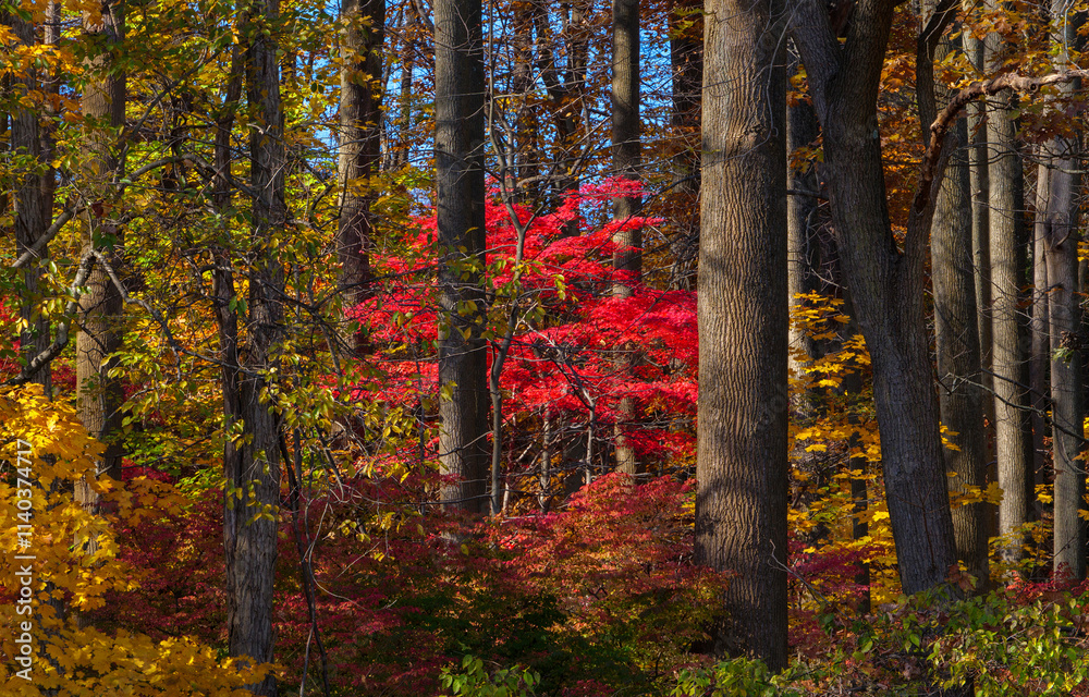 Fototapeta premium autumn forest in the autumn