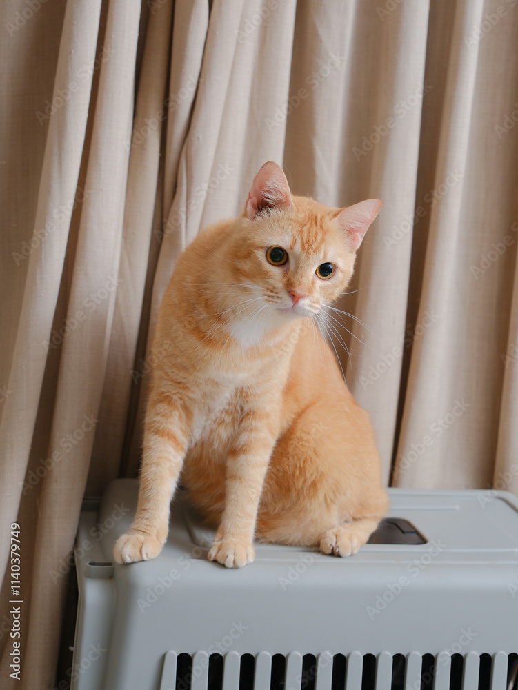 Short hair orange cat, sitting up on curtain background