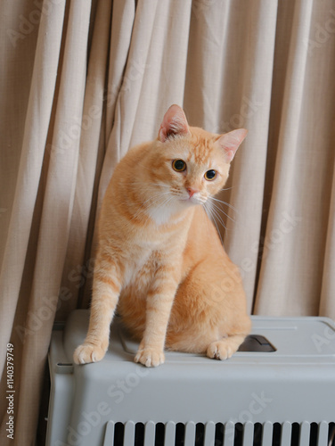 Obraz na płótnie Short hair orange cat, sitting up on curtain background w salonie