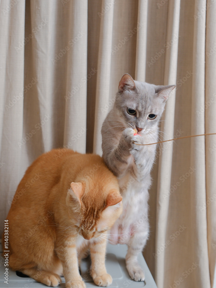 Short hair orange cat, sitting up on curtain background