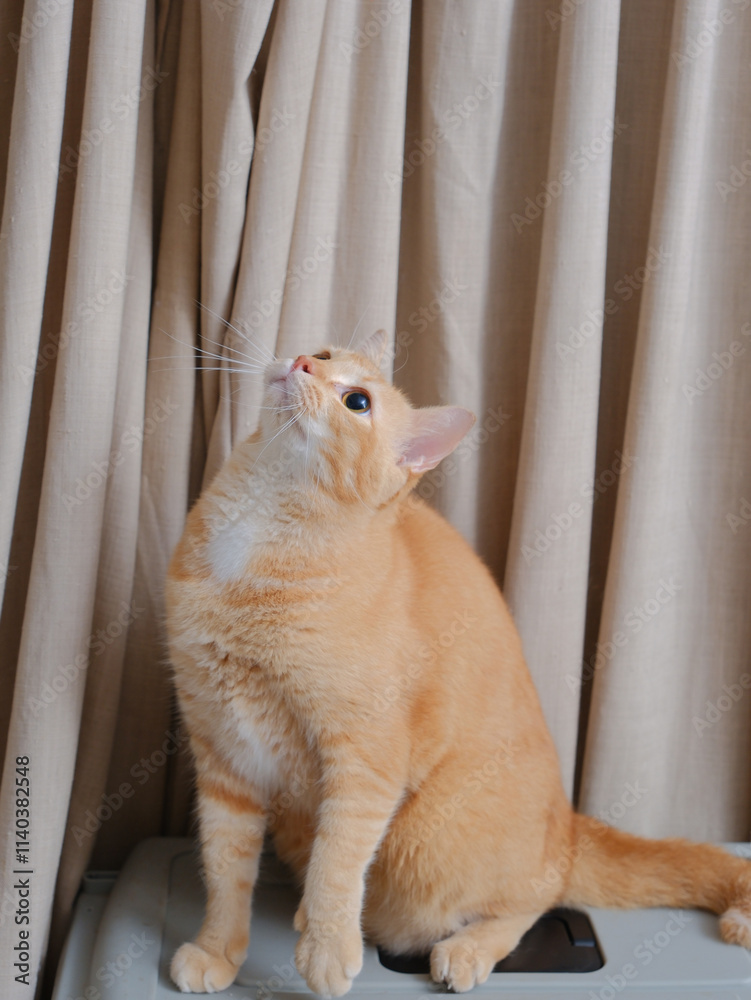 Short hair orange cat, sitting up on curtain background