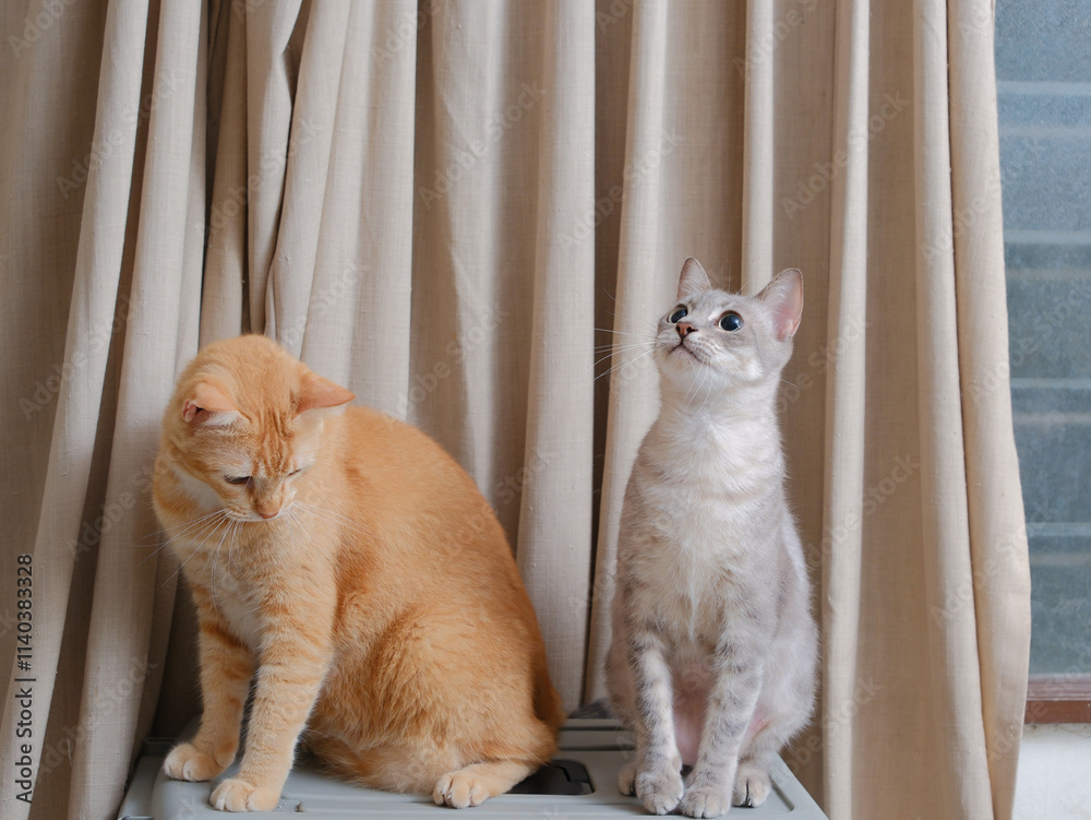 Short hair orange cat, sitting up on curtain background