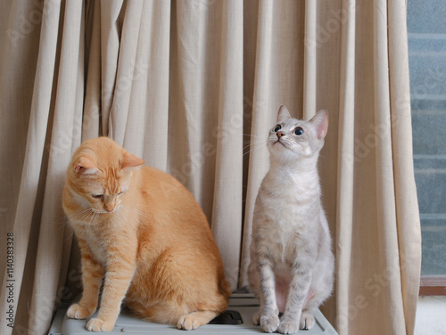 Short hair orange cat, sitting up on curtain background