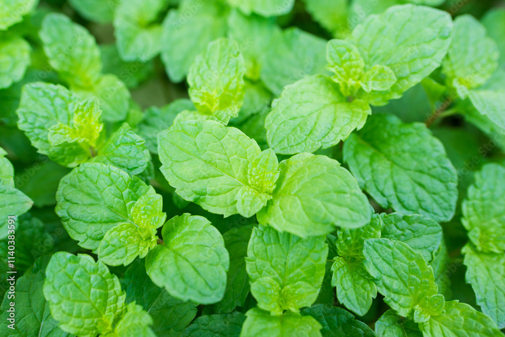 Closeup of fresh green mint leaves, a common aromatic herb widely grown and used in Thailand for culinary and medicinal purposes. Closeup of fresh green mint leaves, a common aromatic herb widely grown and used in Thailand for culinary and medicinal purposes.