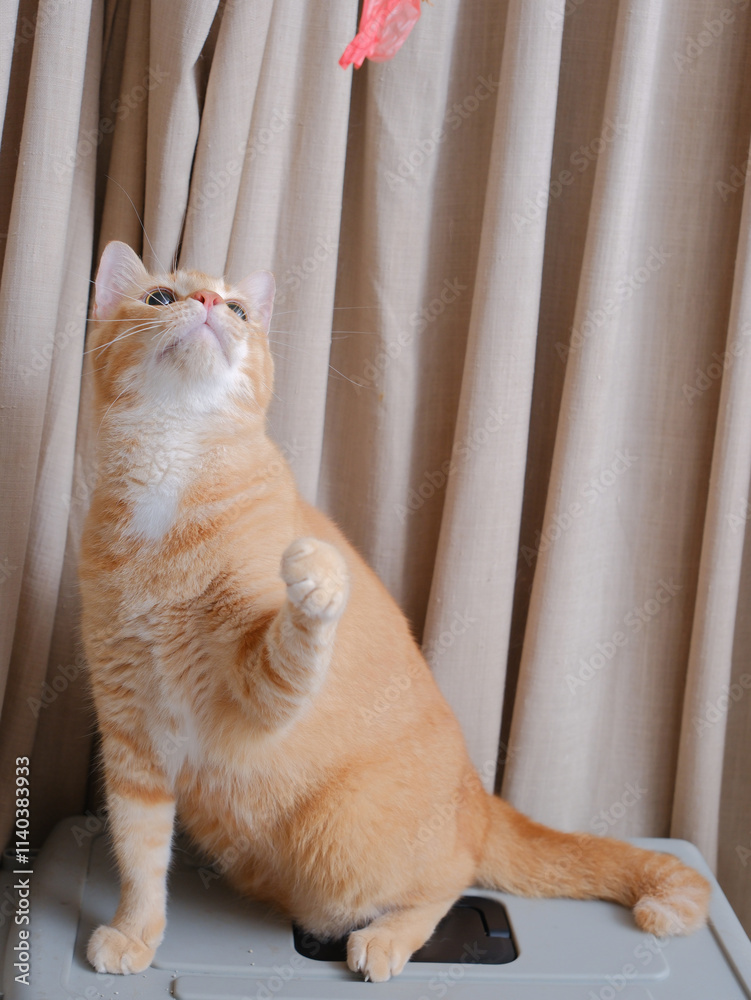 Short hair orange cat, sitting up on curtain background