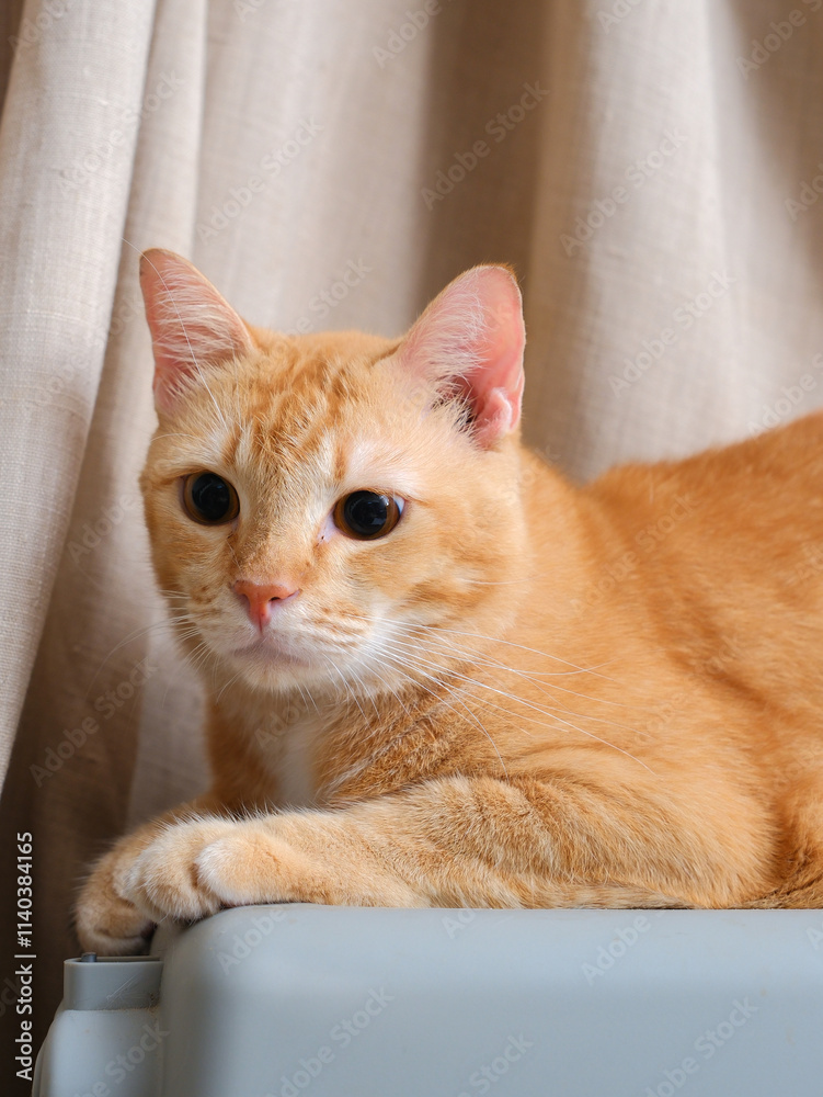 Short hair orange cat, sitting up on curtain background