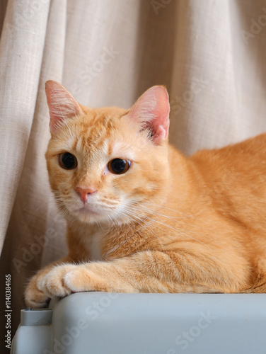 Obraz na płótnie Short hair orange cat, sitting up on curtain background w salonie
