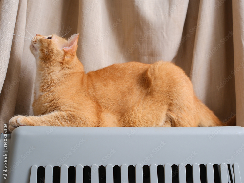 Short hair orange cat, sitting up on curtain background