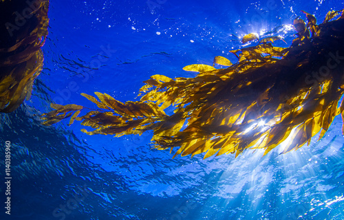 yellow algae underwater photo