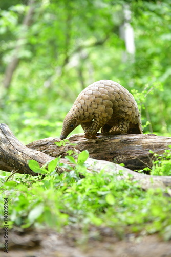 The Indian pangolin - Manis crassicaudata