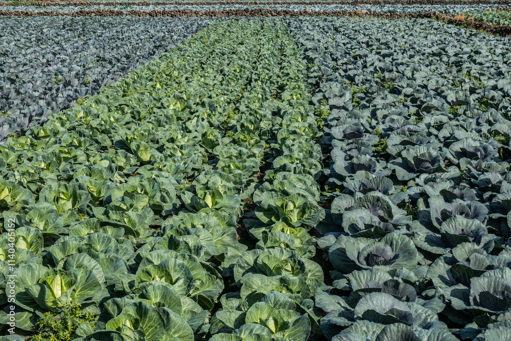 Fototapeta premium Cabbage fields and Sanbangsan Mountain, Jeju Olle Trail, Hamo, Jeju Island, South Korea
