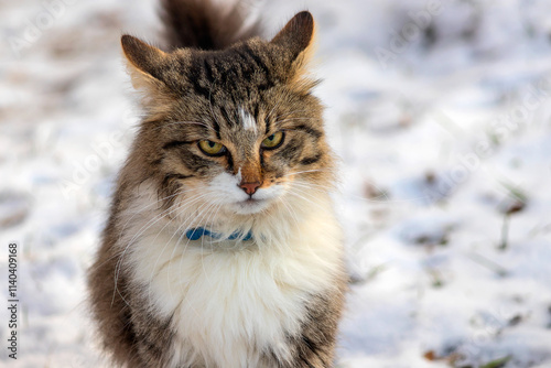 A domestic Siberian cat with thick fur on a winter walk.